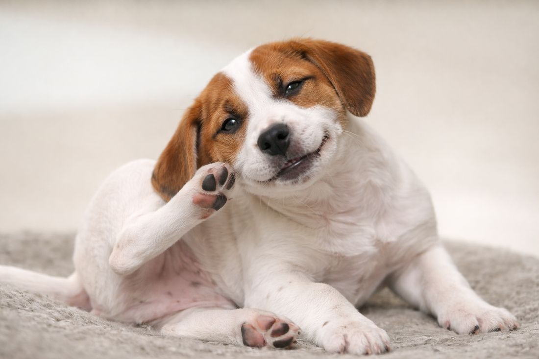 How to Recognise Allergy Symptoms in Dogs
