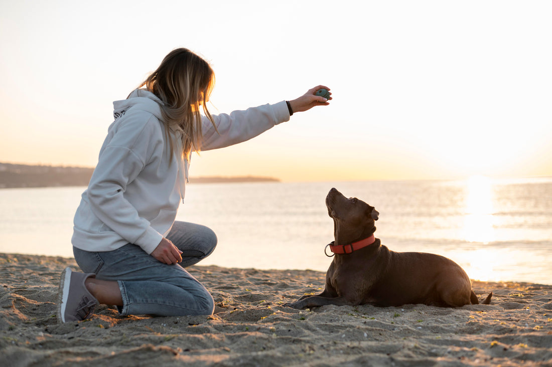 Dog Behaviour: Understanding Your Dog Better